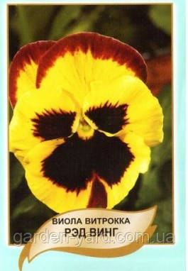 Насіння квітів Віола Вітрока Ред Вінг 0,1 г Агропак плюс