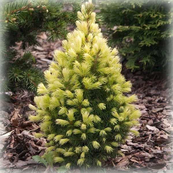 Ялина канадська коніка Майголд (Maigold), фото 1