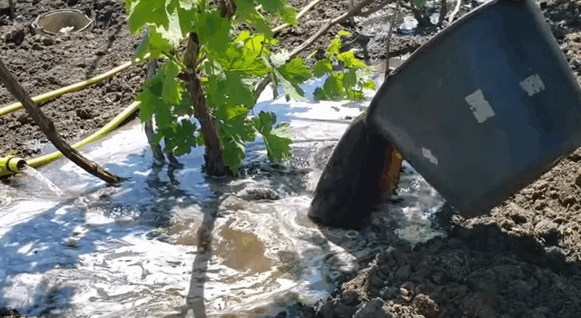 підживлення винограду восени, підкормка винограду восени, підживлення винограду осінню, осіннє підживлення винограду, осіння підкормка винограду, чим підживити виноград восени, підживка винограду осінню, попіл для винограду, чим підживити виноград осінню, чим підкормити виноград восени