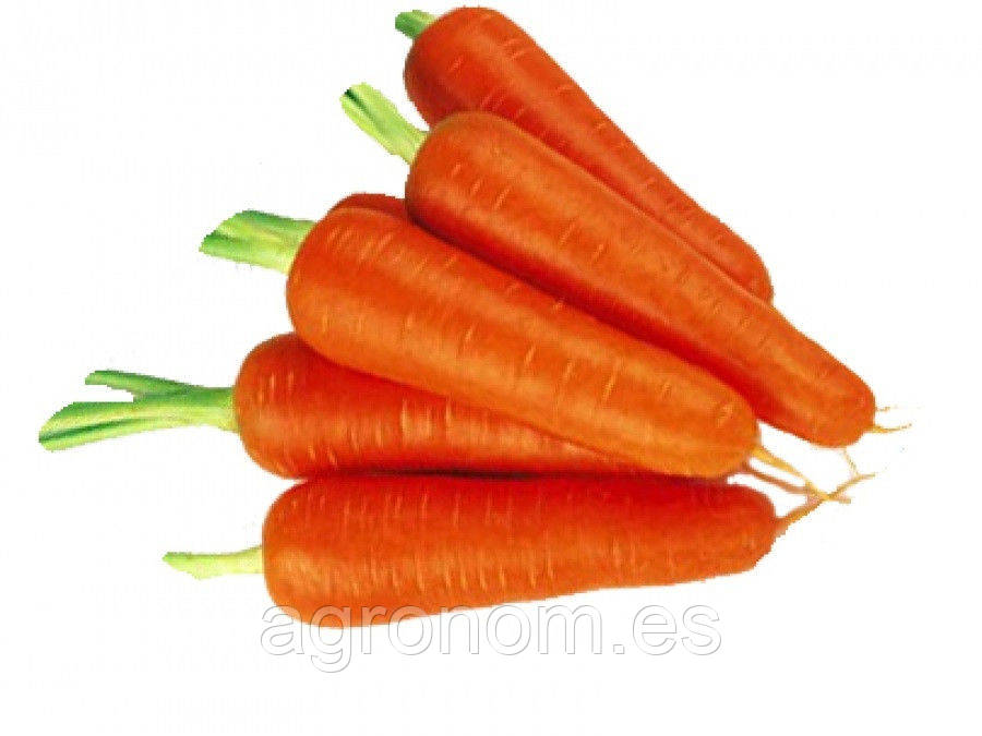 Насіння моркви Абак 1 млн насіння 2,0-2,2 seminis
