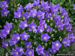 Дзвіночок карпатський, контейнер С1