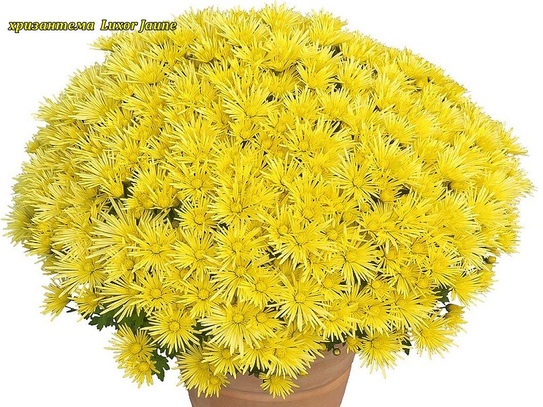 Хризантема Luxor Jaune (Люксор Жон) Мультифлора.розсада