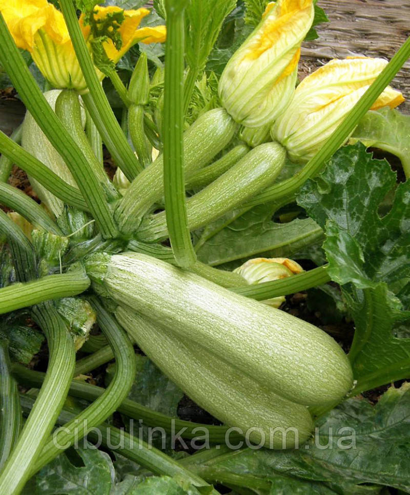 Кабачок Аймаран F1 Nunhems/Нідерланди 5 шт, фото 1
