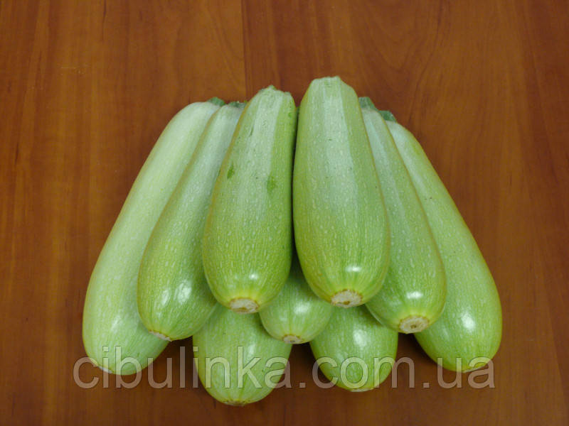 Кабачок Немо F1 (кущовий) Lark Seeds/США 5 шт, фото 1