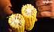 Насіння кукурудзи Хайглу, 100 000 насіння Syngenta, фото 2