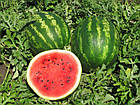Кавун Талісман F1 Nunhems/Нідерланди 8 шт, фото 3