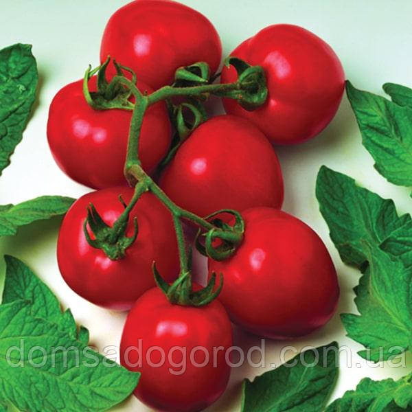 Томат КВАКФАЄР  F1 | KVIKFAYER F1 ESASEM 1000 насінин