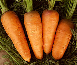 Морква Болівар F1 (середньостигла) Clause/Франція 400 шт