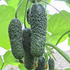 Огірок Анзор F1 Bejo Zaden/Нідерланди 10 шт, фото 4