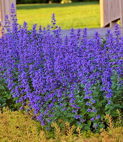 Котовник Фассена Волкерс Лав \ Nepeta faassenii 'Walker's Low' (саджанці Р9 )