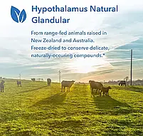 Allergy Research Hypothalamus / Гіпоталамус підтримка ендокринної системи 100 капсул BX911, фото 5