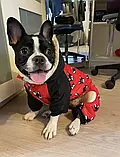 Зимовий одяг для собак, Комбінезон з малюнком бульдогів червоний, фото 8