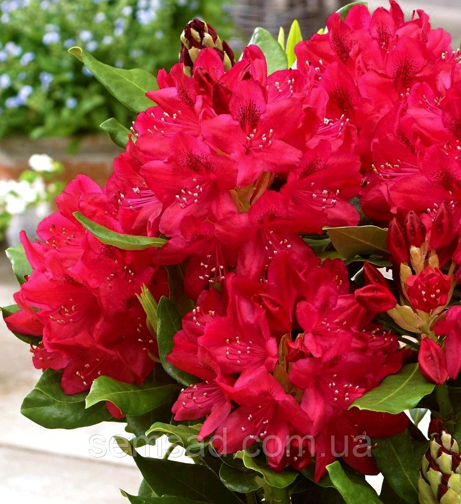 Рододендрон " Нова Зембла " \ Rhododendron ' Nova Zembla ' ( саджанці 5 -6 років С5л ) квітучий