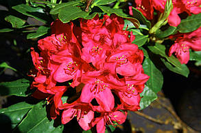 Рододендрон " Нова Зембла " \ Rhododendron ' Nova Zembla ' ( саджанці 5 -6 років С5л ) квітучий, фото 2