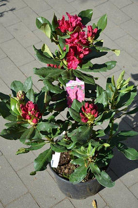 Рододендрон " Нова Зембла " \ Rhododendron ' Nova Zembla ' ( саджанці 5 -6 років С5л ) квітучий, фото 2