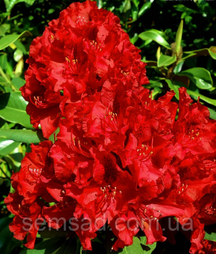 Рододендрон "Ерато" \ Rhododendron Erato (саджанці 5-6 років С5л) квітучий