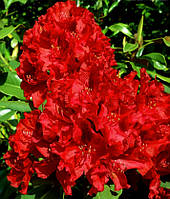 Рододендрон " Эрато " \ Rhododendron Erato ( саженцы 5 -6 лет С5л ) цветущий