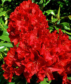 Рододендрон "Ерато" \ Rhododendron Erato (саджанці 5-6 років С5л) квітучий