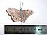 Метелики на дріт No050633. НАБІР 12 шт., фото 5