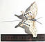 Метелики на дроті №525, фото 3