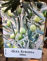 Оливкове дерево.
Olea europaea.
