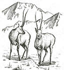 Спальний мішок Naturehike Double Sleeping Bag with Pillow "Tibetan antelope" NH21MSD06, фото 2