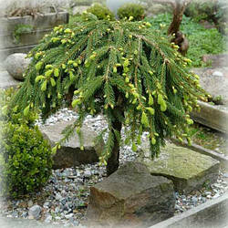 Ялина звичайна Formanek (Форманек) на штамбі