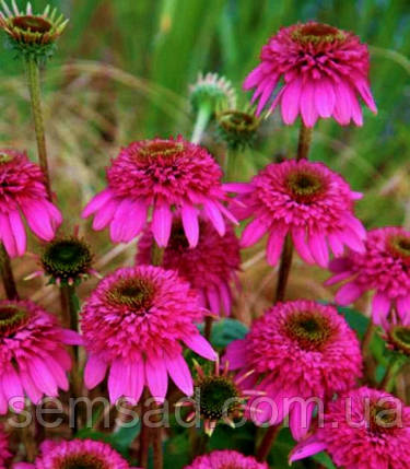 Ехінацея гибридна " Пінк Дабл Делайт" \ Echinacea "Pink Double Delight" ( саженці р12 ), фото 1