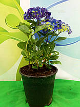 Гортензія крупнолисна Діп Пурпле Данс \ Hydrangea macrophylla Deep Purple Dance ( саджанці 3 роки ), фото 4
