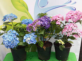 Гортензія крупнолисна Діп Пурпле Данс \ Hydrangea macrophylla Deep Purple Dance ( саджанці 3 роки ), фото 5