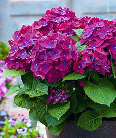 Гортензия крупнолисна " Ред Бьюти Ліла" \ Hydrangea macrophylla Red Beauty Lila ( саженцы 3 года)