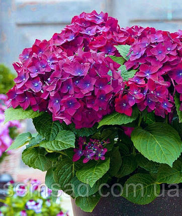 Гортензия крупнолисна " Ред Бьюти Ліла" \ Hydrangea macrophylla Red Beauty Lila ( саженцы 3 года), фото 1
