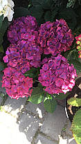 Гортензия крупнолисна " Ред Бьюти Ліла" \ Hydrangea macrophylla Red Beauty Lila ( саженцы 3 года), фото 6