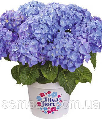 Гортензія крупнолистова Діва Флоре Блю \ Hydrangea mac. Diva Fiore ( саджанці 3 роки )