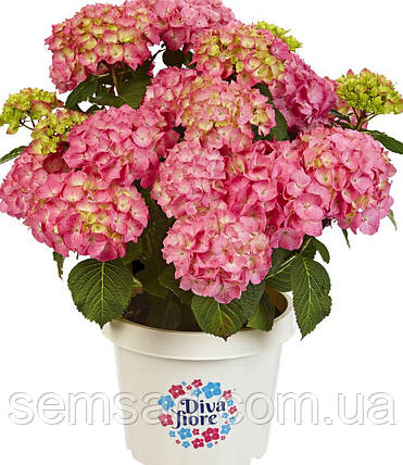 Гортензія крупнолистова Діва Флоре Пінк \ Hydrangea mac. Diva Fiore ( саджанці 3 роки ), фото 2