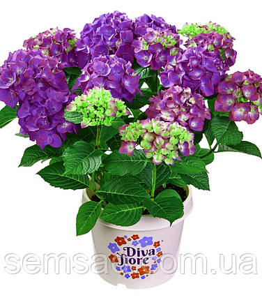 Гортензія крупнолистова Діва Флоре Віолет \ Hydrangea mac. Diva Fiore ( саджанці 3 роки ), фото 2