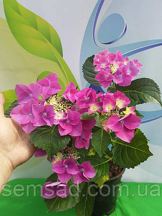 Гортензія крупнолистова Фрісбі Хот Пінк \ hydrangea Frisbee Hot Pink ( саджанці 3 роки ), фото 1