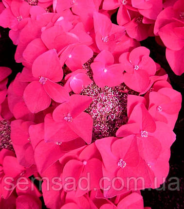 Гортензія крупнолистова Фрісбі Хот Пінк \ hydrangea Frisbee Hot Pink ( саджанці 3 роки ), фото 3