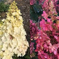 Гортензія волотиста Петіт Лантерн/Hydrangea paniculata 'Petite Lantern' pbr, С5, 4річна