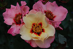Троянда Алісар Принцеса Фінікійська (Alissar, Princess of Phoenicia) Гібриди троянди перської, фото 3