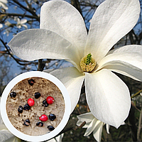 Магнолия Кобус семена (10 шт) (Magnolia kobus) белая японская морозостойка + инструкции + подарок