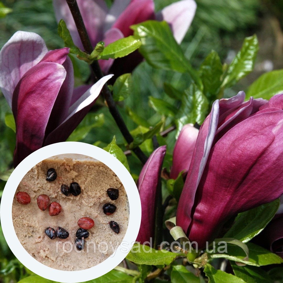 Магнолія лілієквіткова "Nigra" насіння (5 шт) (Magnolia liliiflora) пурпурна морозостійка