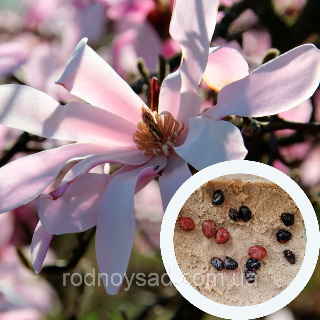 Магнолія Лебнера насіння (10 шт) (Magnolia Loebneri) рожева морозостійка