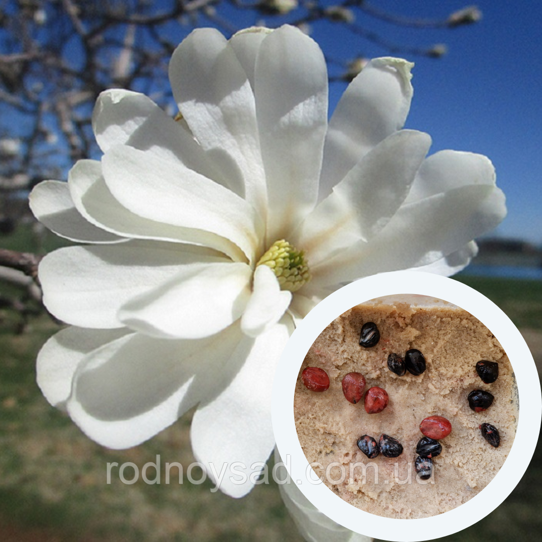 Магнолія зірчаста насіння (10 шт) (Magnolia stellata) біла морозостійка