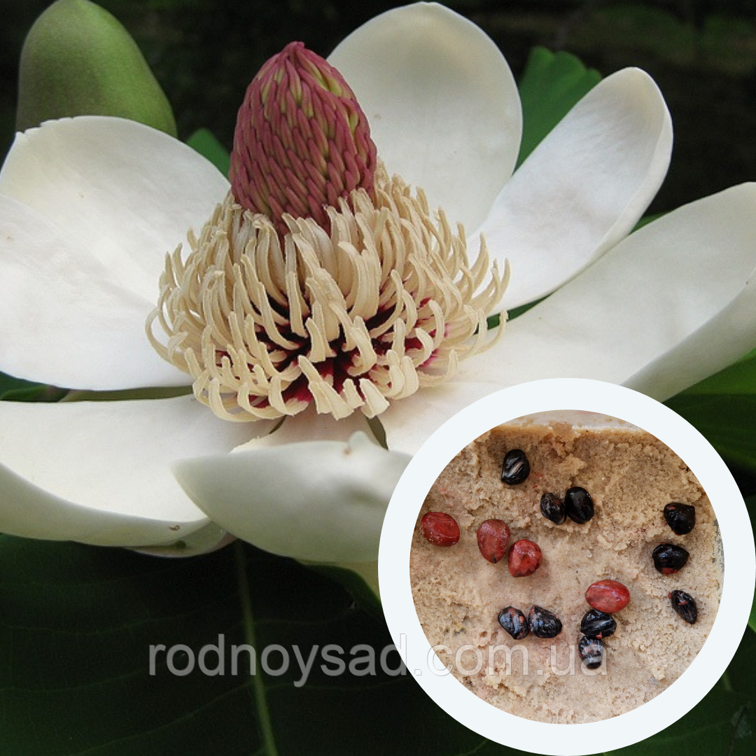 Магнолія оберненояйцевидна насіння (10 шт) (Magnolia obovata) біла морозостійка на саджанці