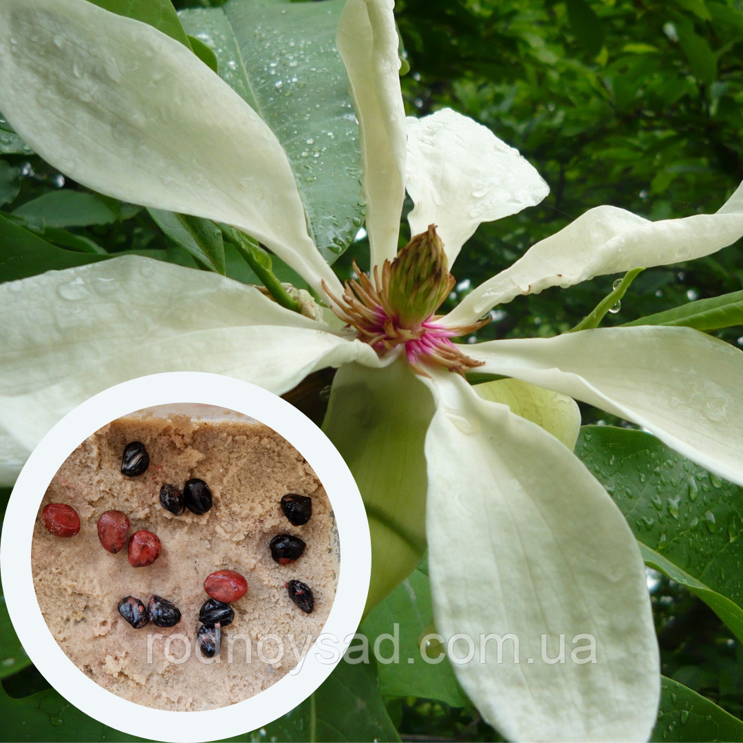 Магнолія трьохлепестна насіння (10 шт) (Magnolia tripetala) біла американська морозостійка для саджанців