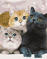 Картини за номерами "Котики" Artissimo полотно на підрамнику 40x50 см PN4203