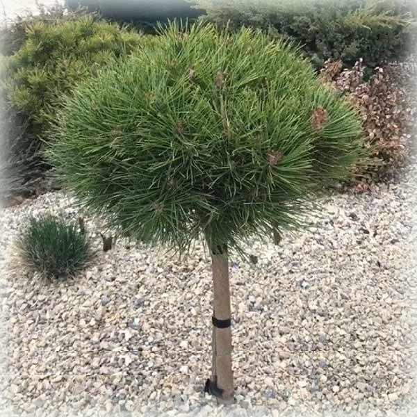 Сосна чорна Globosa (Глобоза) на штамбі, фото 1
