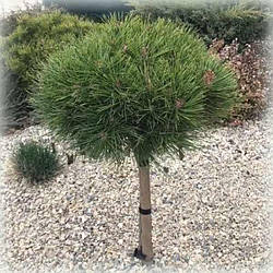 Сосна чорна Globosa (Глобоза) на штамбі