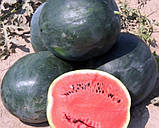 Насіння кавуна Огоньок 10 г ранній, фото 2